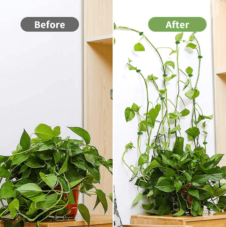 Festeklips For Planteklatreartefakt