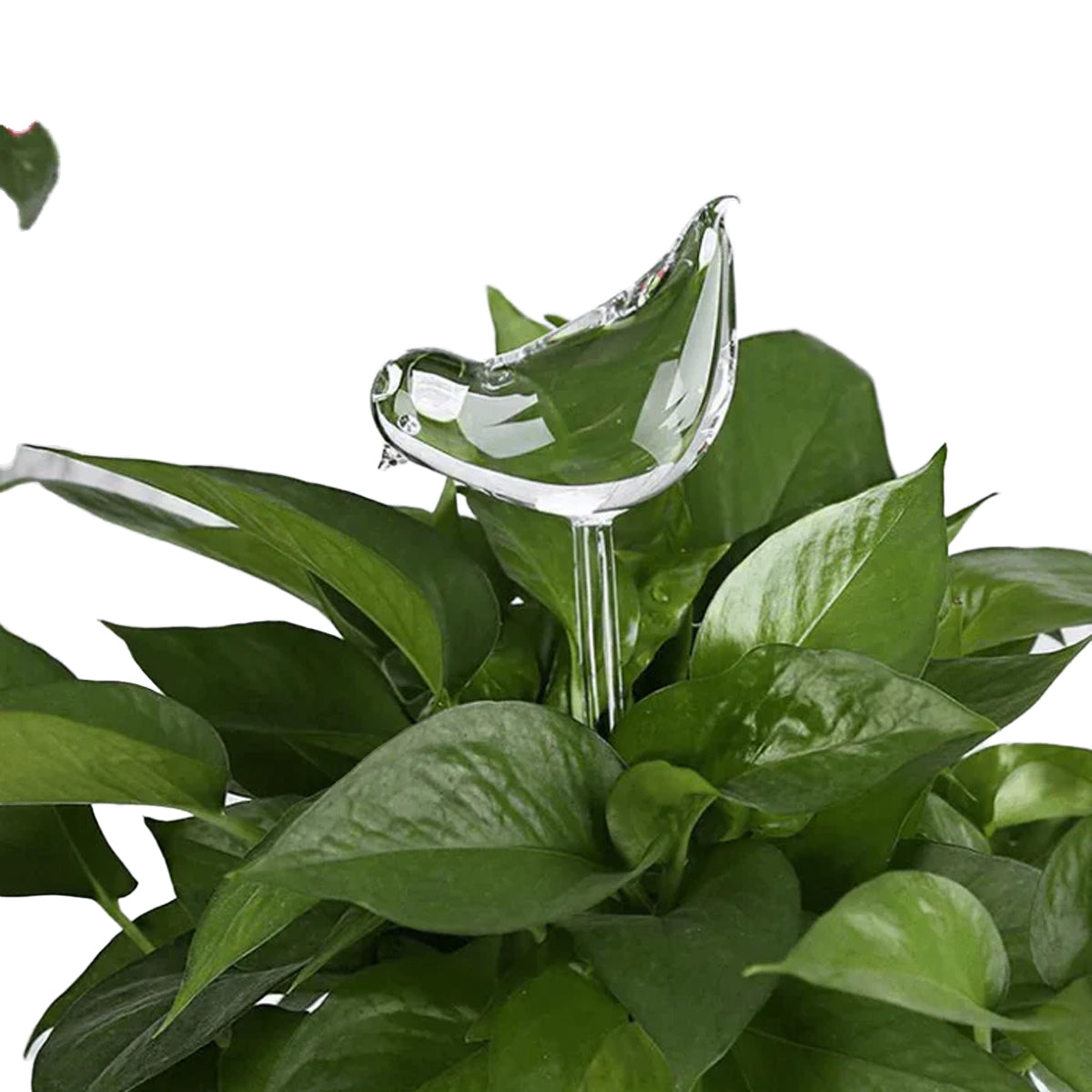 Selvvanende Planteløk