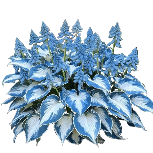 Sjelden Hosta Frø for Skyggefulle Hager 1