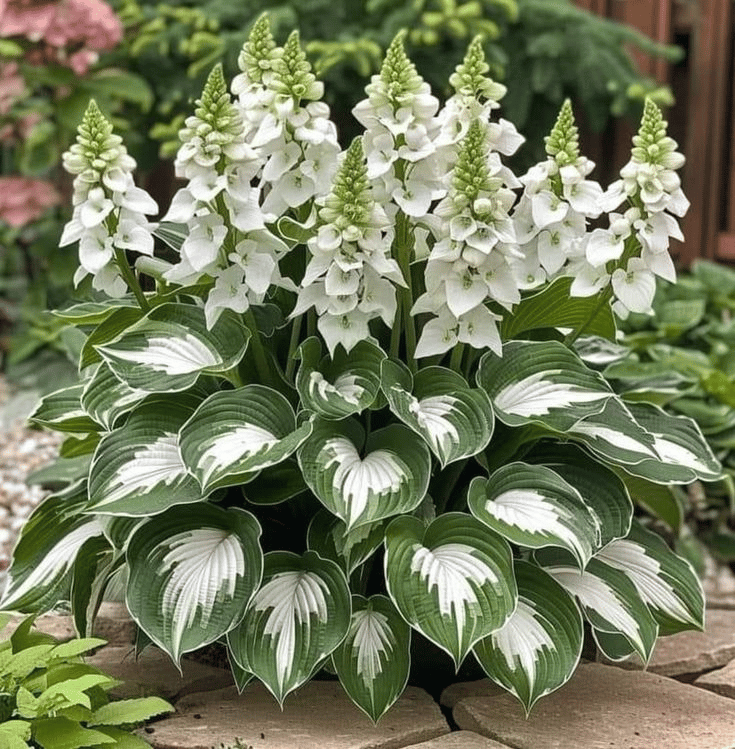 Sjelden Hosta Frø for Skyggefulle Hager 3